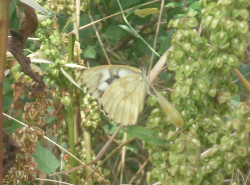 Determinazione Melanargia